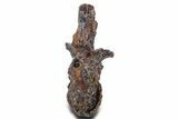 Fossil Theropod Dinosaur (Allosaurus) Dorsal Vertebra - Wyoming #360956-3